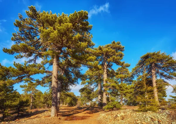 Rocky Dağları ve çam ağacı orman iz Ridge Road görünümü