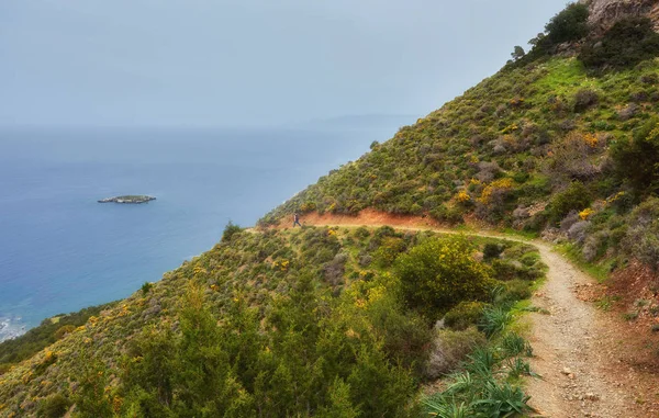 Moře Stopě Aphrodite Kypru Jalovce — Stock fotografie