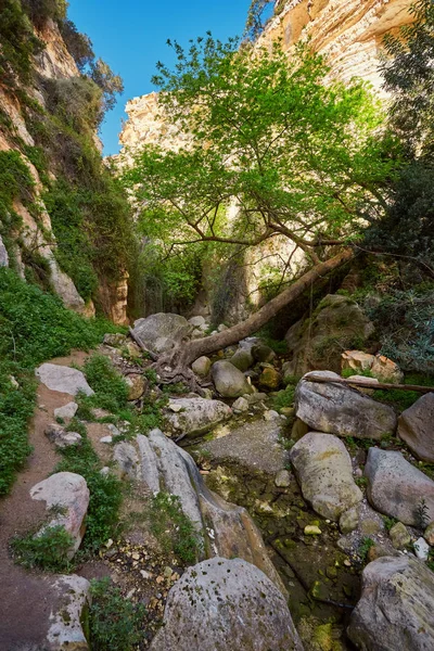 Amazing natural landscape in the Avakas canyon in Cyprus. National sunny wild park with cliffs, mountains, rocks and trees. Deep natural valley to discovery for tourists and travelers