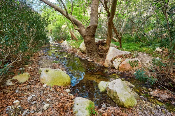 Ущелье Авакас Кипре Маленькая Река Переднем Плане Залитые Солнцем Скалы — стоковое фото