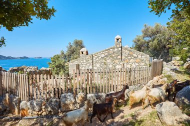 Bell ile Evcil keçi. Toros Dağları, kaş, Antalya yakınlarında