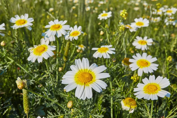 Campo Com Margaridas Brancas Sob Céu Ensolarado — Fotografia de Stock