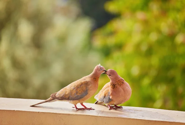 Two Cute Pigeons Kissing Beaks Walking Together Sunny Day Outdoors — Stock Photo, Image