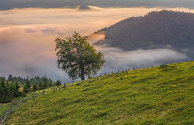 sabah sis Dağları ve ağaçları satırları ile peyzaj