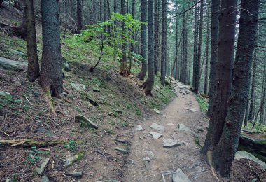 iğne yapraklı orman dağlarda taş yol