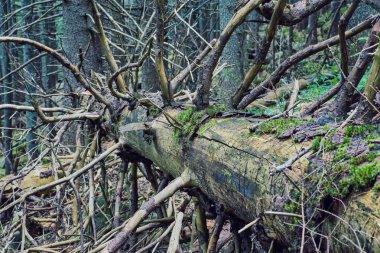 Ladin ağacı ormanlık tepelerde ilkbaharda düşmüş. kar fırtınaları sonra zavallı sahne