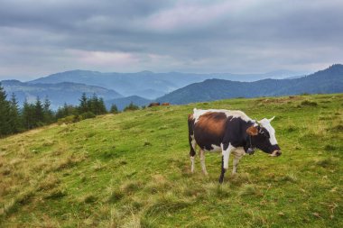 Pastoral yaz peyzaj çiçek açan çiçekler, tipik çiftlik ve karla kaplı dağ başında güneşli bir mavi gökyüzü, İsviçre ile arasında taze yeşil çayırlığında otlatma inek ile İsviçre Alpleri'nde
