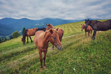at sürüsü karşı dağlar sıyrılmak