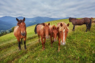 at sürüsü karşı dağlar sıyrılmak
