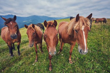 Atlar, günbatımı ışınlarının yüksek arazi mera Karpat Dağları, çimlere beslenirler