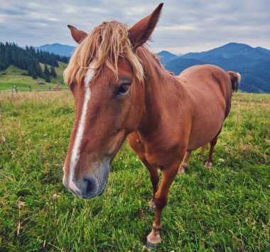 Atları dağ Vadisi. Güzel doğal peyzaj