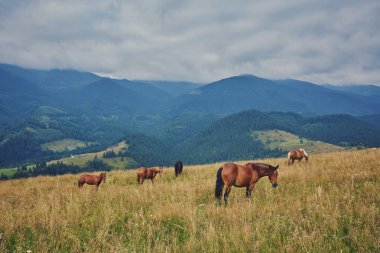 at sürüsü karşı dağlar sıyrılmak
