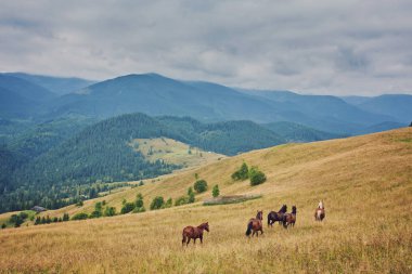 at sürüsü karşı dağlar sıyrılmak