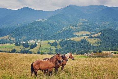 at sürüsü karşı dağlar sıyrılmak