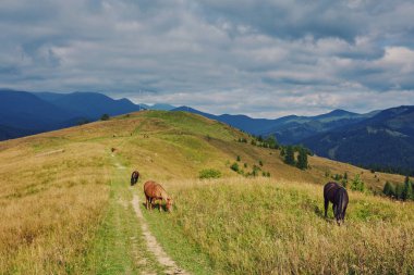 Atları dağ Vadisi. Güzel doğal peyzaj