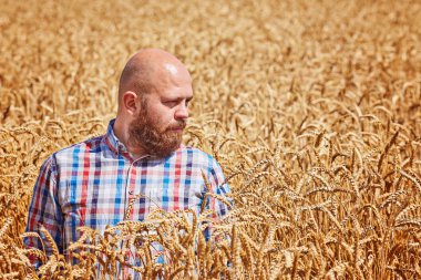 buğday alanında ayakta, kırpma seyir çiftçi