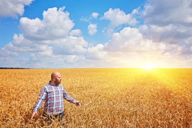 altın buğday alanı yürüyüş çiftçi
