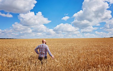 buğday alanında ayakta, kırpma seyir çiftçi