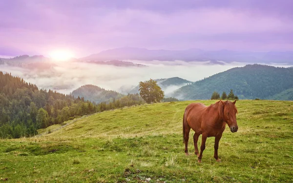 Hästar Berget Dalen Vackra Naturlandskap — Stockfoto