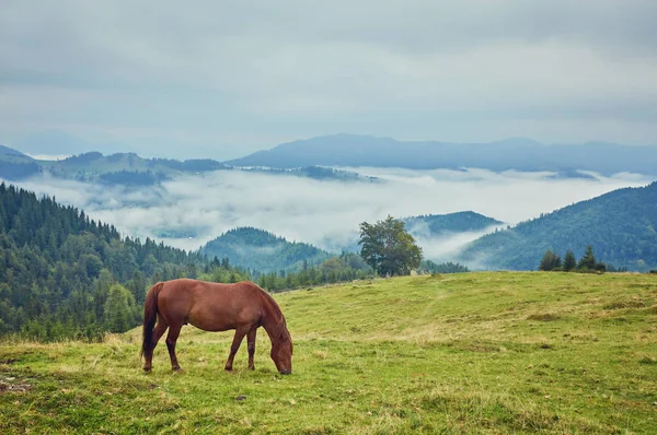 Hästar Berget Dalen Vackra Naturlandskap — Stockfoto
