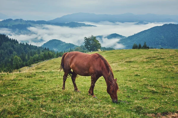 Braunes Pferd Weidet Auf Dem Rasen Vor Dem Hintergrund Der — Stockfoto