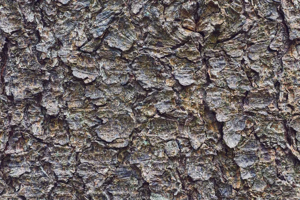 Bonita Corteza Árbol Con Textura Musgo Liquen — Foto de Stock