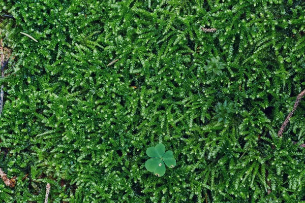 Grön Mossa Bakgrund Struktur Vacker Naturen — Stockfoto