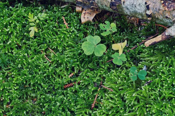 緑の苔の背景のテクスチャが美しい — ストック写真