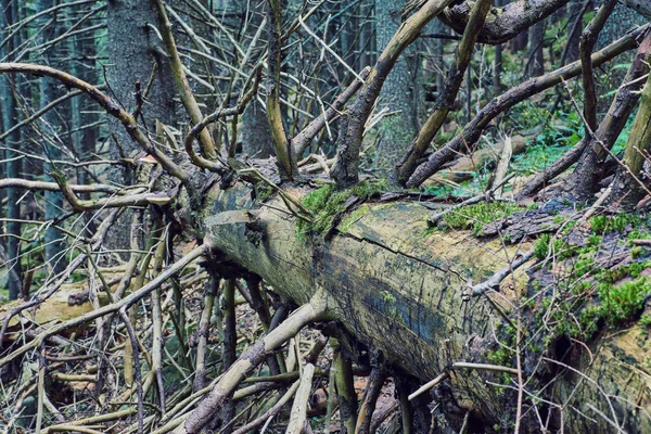 Ladin ağacı ormanlık tepelerde ilkbaharda düşmüş. kar fırtınaları sonra zavallı sahne