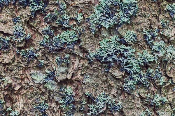 Nice Tree Bark Moss Lichen Texture — Stock Photo, Image