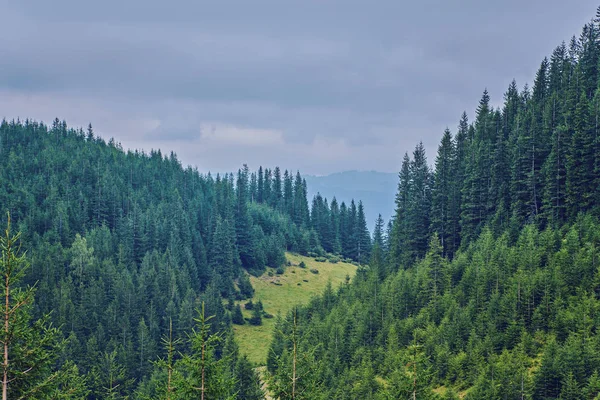 Brouillard Matinal Épais Dans Forêt Été Brouillard Matinal Épais Dans — Photo