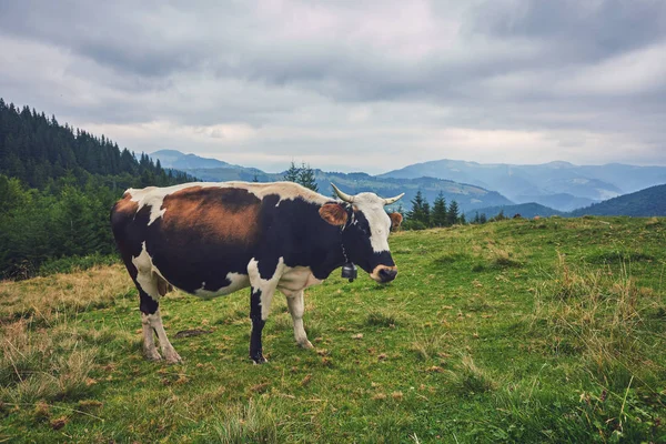 Krowy Pasące Się Łące Pobliżu Gór Lecie — Zdjęcie stockowe