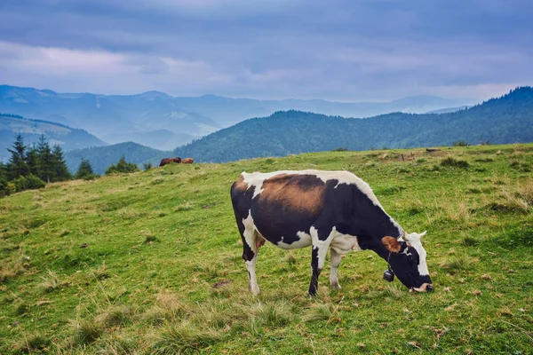 Коровы Пасутся Лугу Рядом Горами Летом — стоковое фото