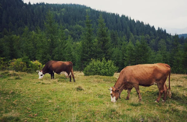 Αγελάδες Που Βόσκουν Ένα Λιβάδι Κοντά Στα Βουνά Καλοκαίρι — Φωτογραφία Αρχείου