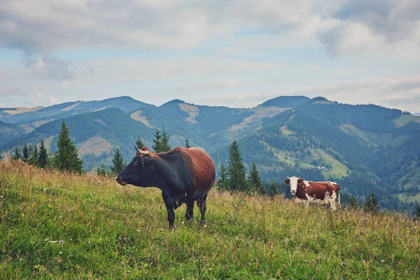 Vaches Pâturant Dans Une Prairie Près Des Montagnes Été — Photo