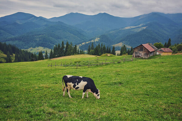 cows grazing in a meadow near the mountains in the summer