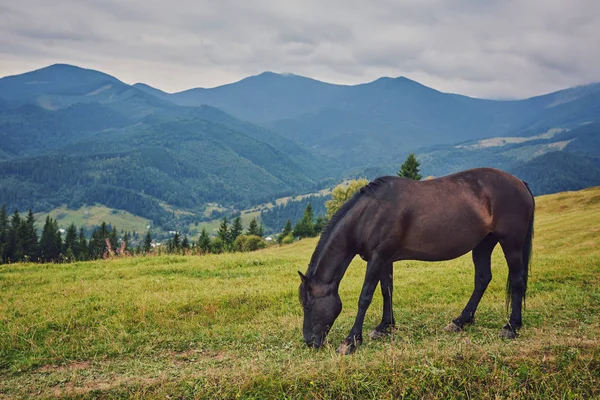 Pferde Gebirgstal Wunderschöne Naturlandschaft — Stockfoto