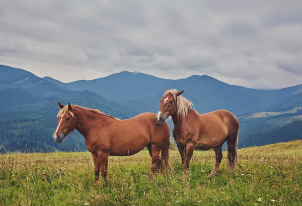 Cavalli Vallata Bellissimo Paesaggio Naturale — Foto Stock