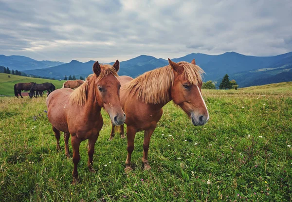Atlar, günbatımı ışınlarının yüksek arazi mera Karpat Dağları, çimlere beslenirler