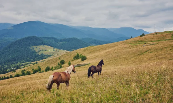 Koně Horském Údolí Krásné Přírodní Krajina — Stock fotografie