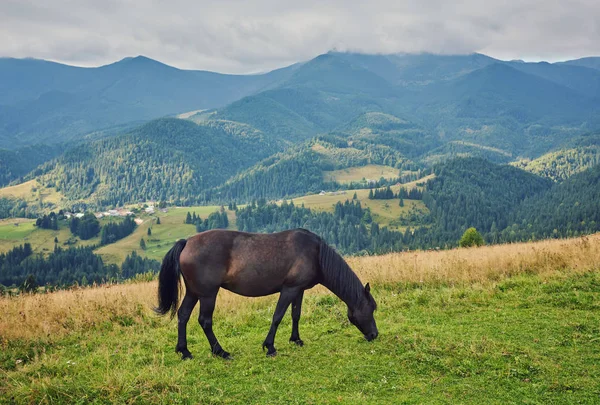 Pferde Gebirgstal Wunderschöne Naturlandschaft — Stockfoto