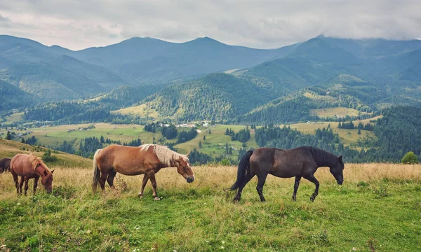 Hästar Berget Dalen Vackra Naturlandskap — Stockfoto