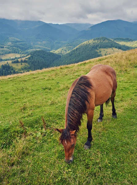 Atları dağ Vadisi. Güzel doğal peyzaj
