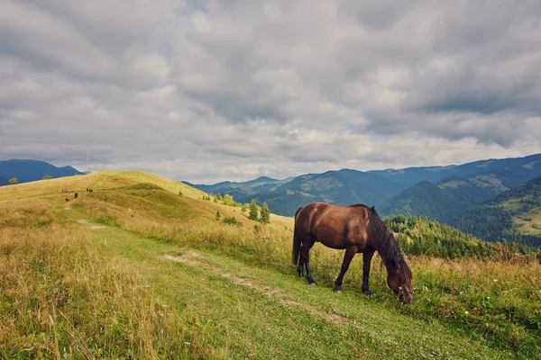 Kudde Van Paarden Geweid Tegen Bergen — Stockfoto