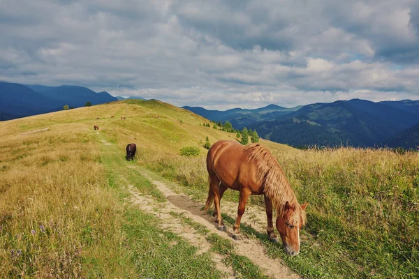 Pferde Gebirgstal Wunderschöne Naturlandschaft — Stockfoto