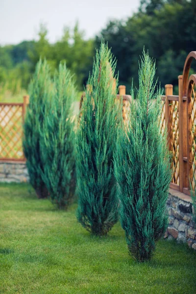 Leylandii Evergreen Coniferous Tree Very Fast Rapid Growth — Stock Photo, Image