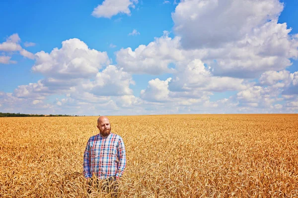 Farmář Procházky Zlaté Obilné Pole — Stock fotografie