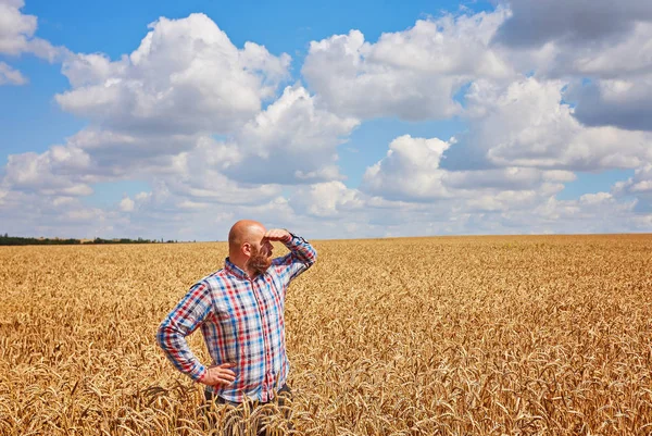 Farmář Procházky Zlaté Obilné Pole — Stock fotografie