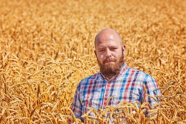 Farmer Séta Egy Aranyszínű Búzamező — Stock Fotó