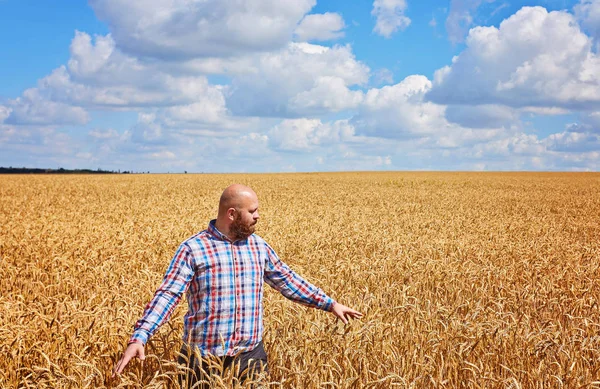 Farmer Séta Egy Aranyszínű Búzamező — Stock Fotó